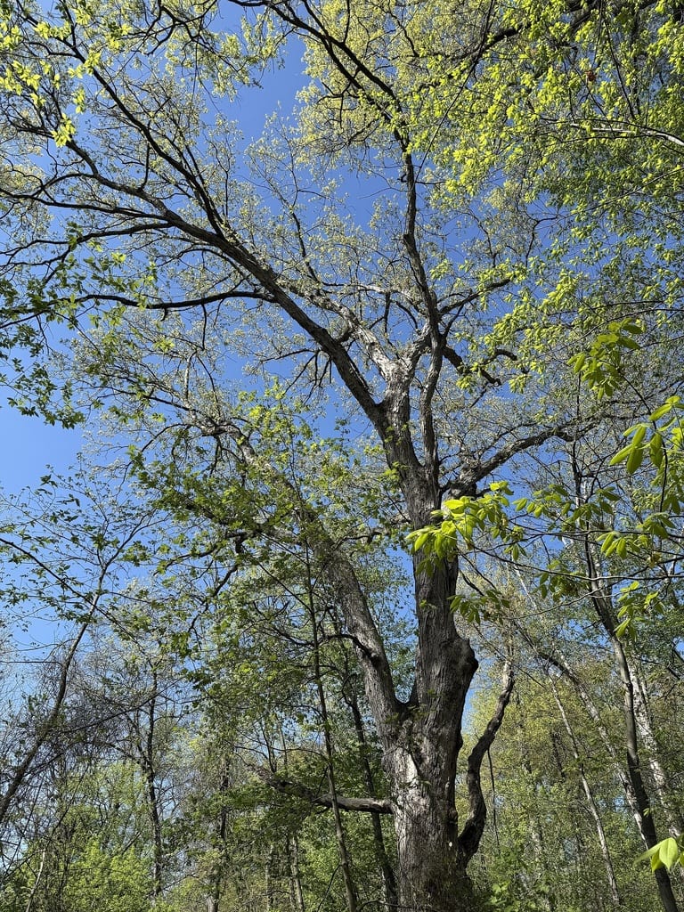 White Oak