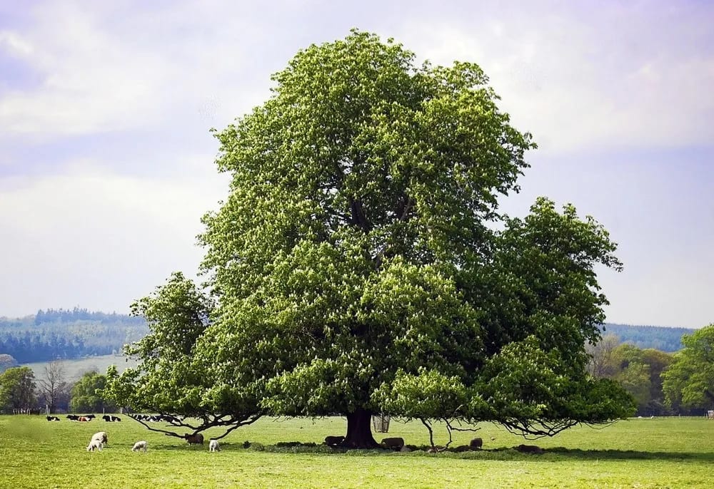 Chinese Chestnut