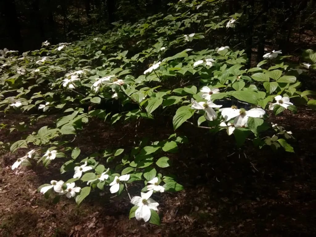 Flowering Dogwood